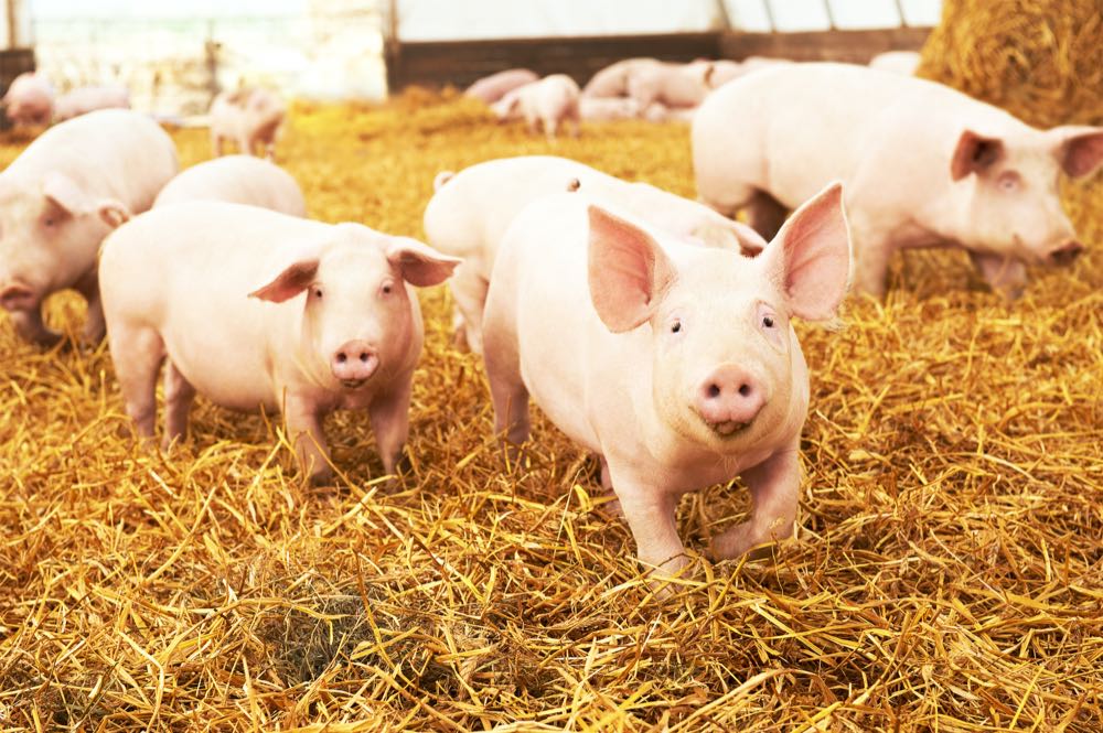 Kaufland führt Mindestnotierung für Schweinefleisch ein