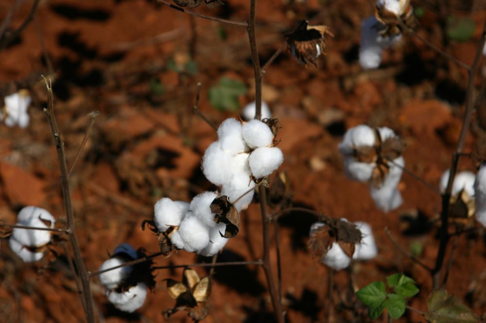 UN rücken Bedeutung von Baumwolle in den Fokus