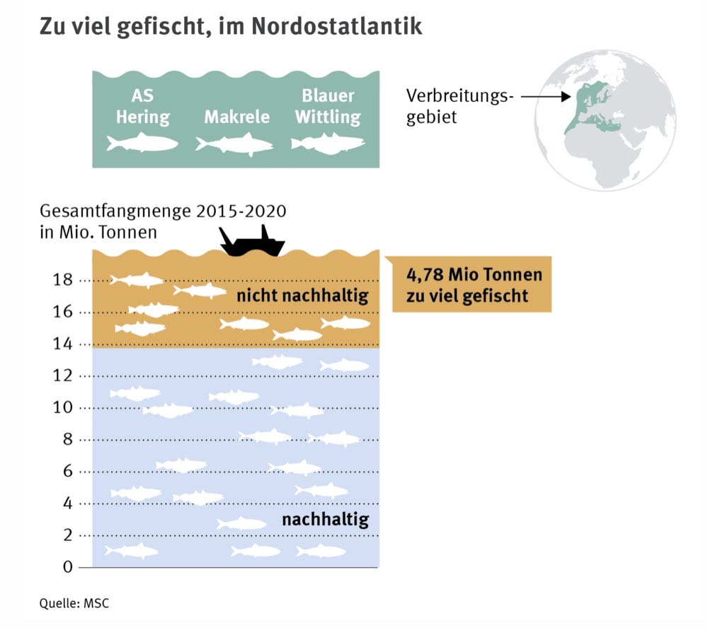 Fischerei-Verhandlungen: MSC fordert Nachhaltigkeit im Nordostatlantik