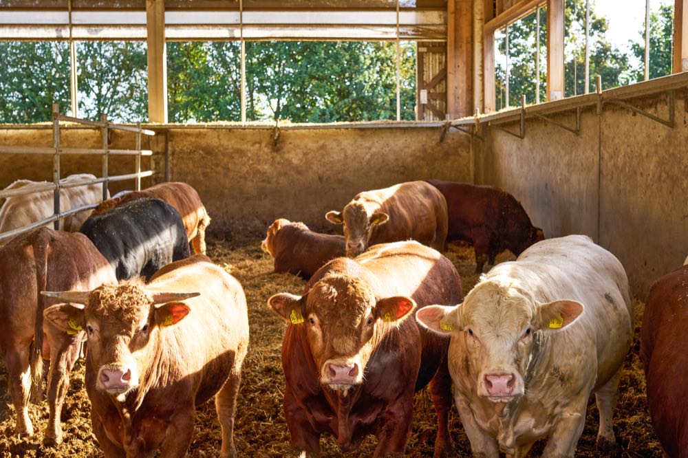 Kaufland bietet erstmalig Rindfleisch aus Haltungsform 3 Außenklima
