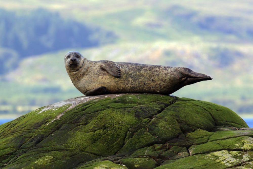 Schottland: Jährlich 12 Mio. Euro Schäden durch Robben