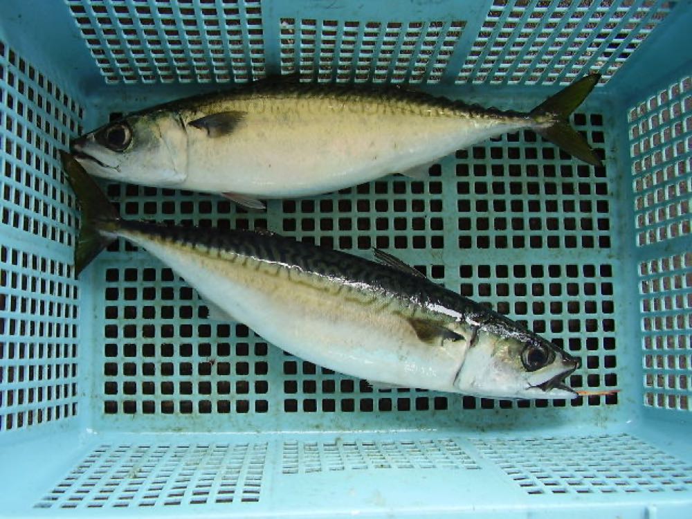 Japan: Nissui erntet erstmals Makrele aus der Kreislaufanlage