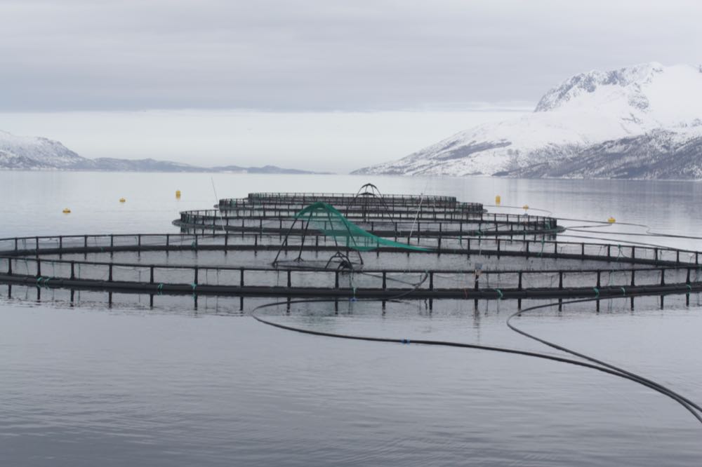 Zuchtlachs: Weltweite Produktion soll 2022 um 5 Prozent steigen