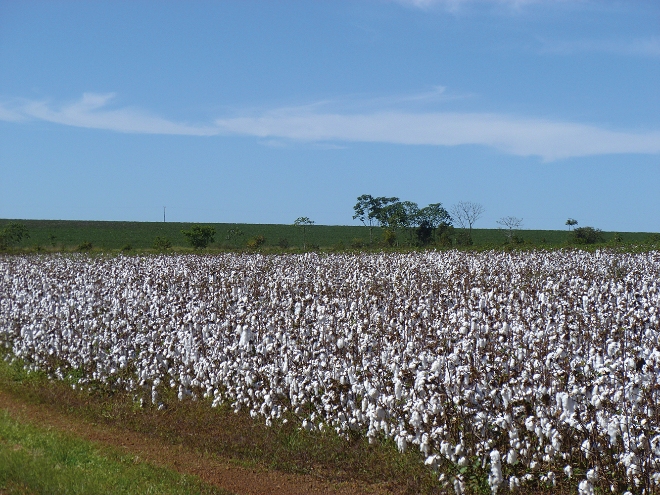 Rohstoffmangel: Bio-Baumwolle ist knapp