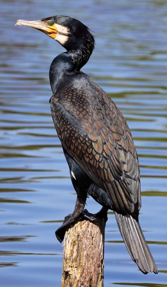 Kormoran: Dorsch zeitweilig Hauptnahrung