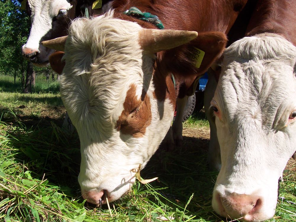 Niedersachsen unterstützt hofnahe Schlachtungen