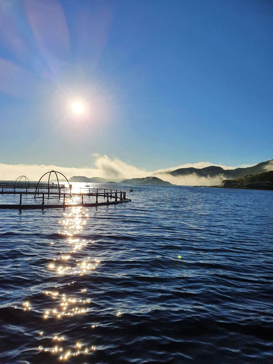 Norwegen: Kabeljauzüchter Norcod will 27.500 Tonnen produzieren