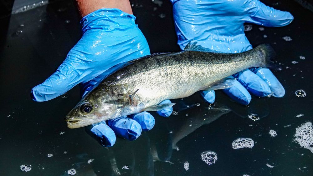 Schweiz: Fischzucht Basis 57 will regelmäßig Zander liefern