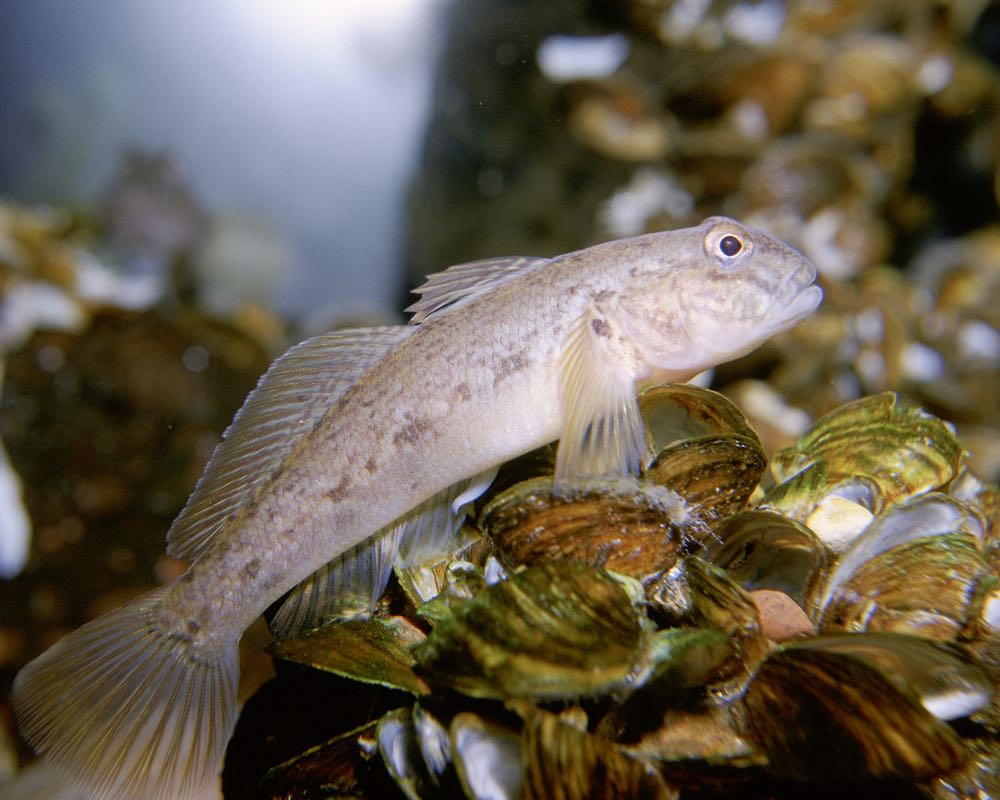 Fischereitag 2022: Tiergesundheitsrecht, Prädatoren und Biodiversität