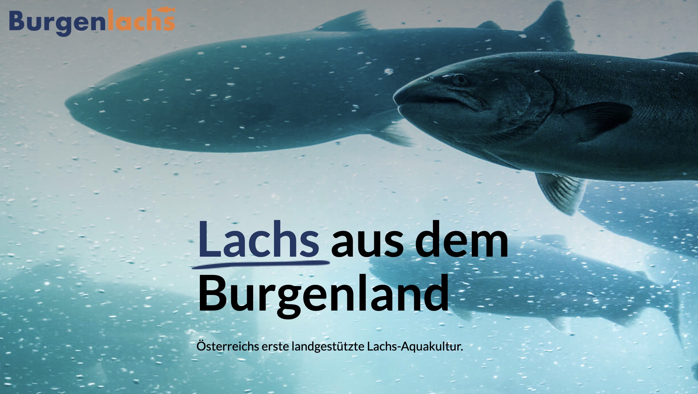 Österreich: Landgestützte Lachszucht geplant