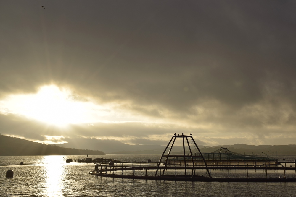 Irland: 20 Mio. Euro für die Aquakultur