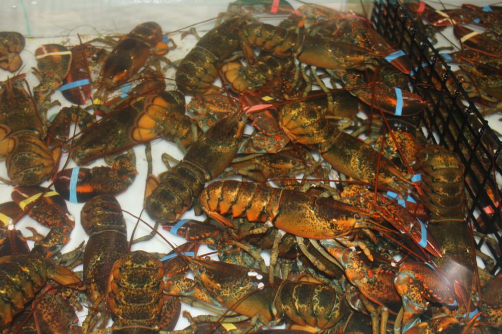 USA: Preise für Maine-Lobster eingebrochen