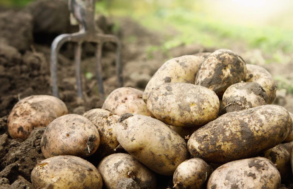 Kartoffeln: Ernteminus von 9 Prozent