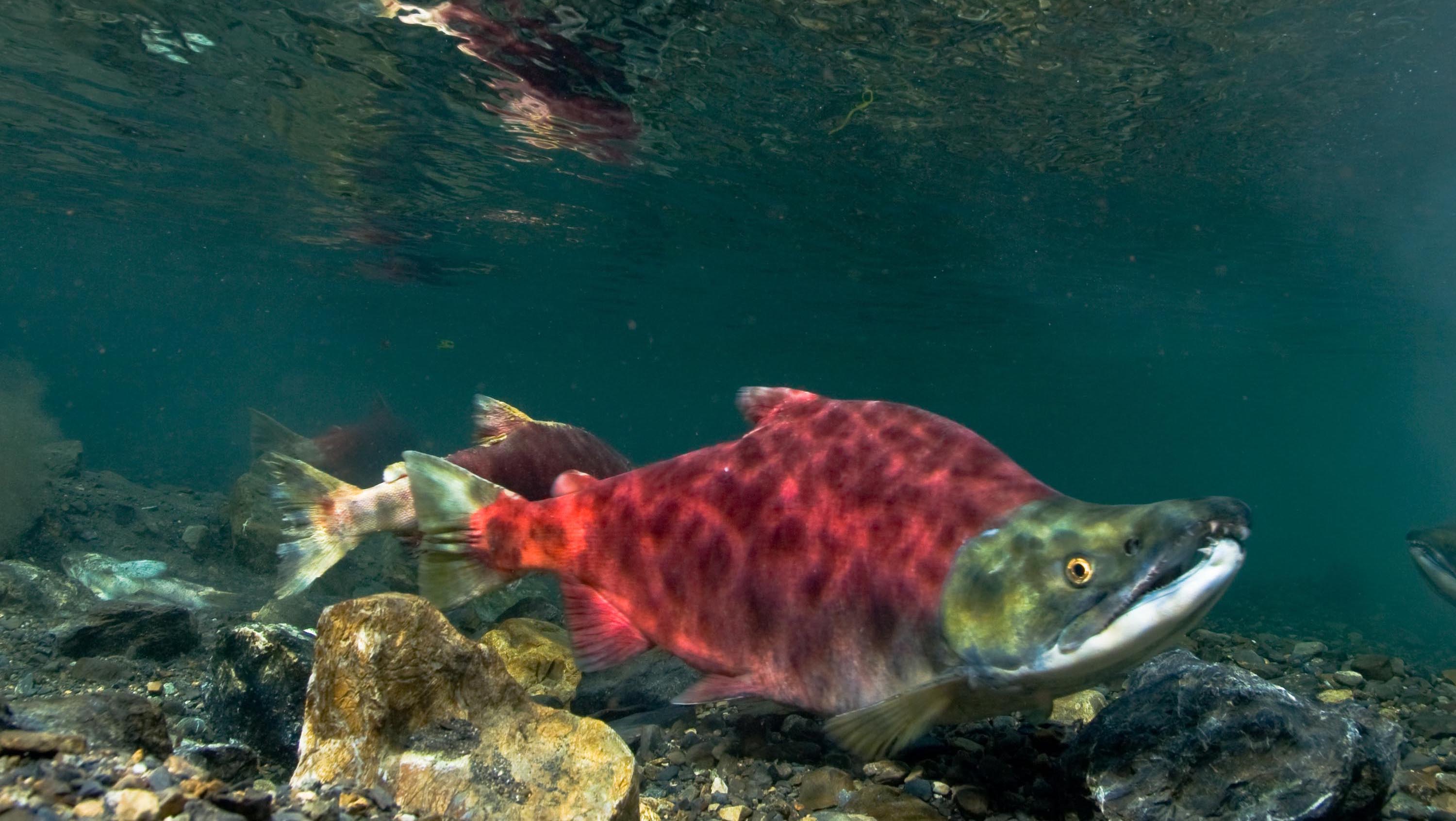 Alaska: Rekordsaison für Sockeye-Wildlachs