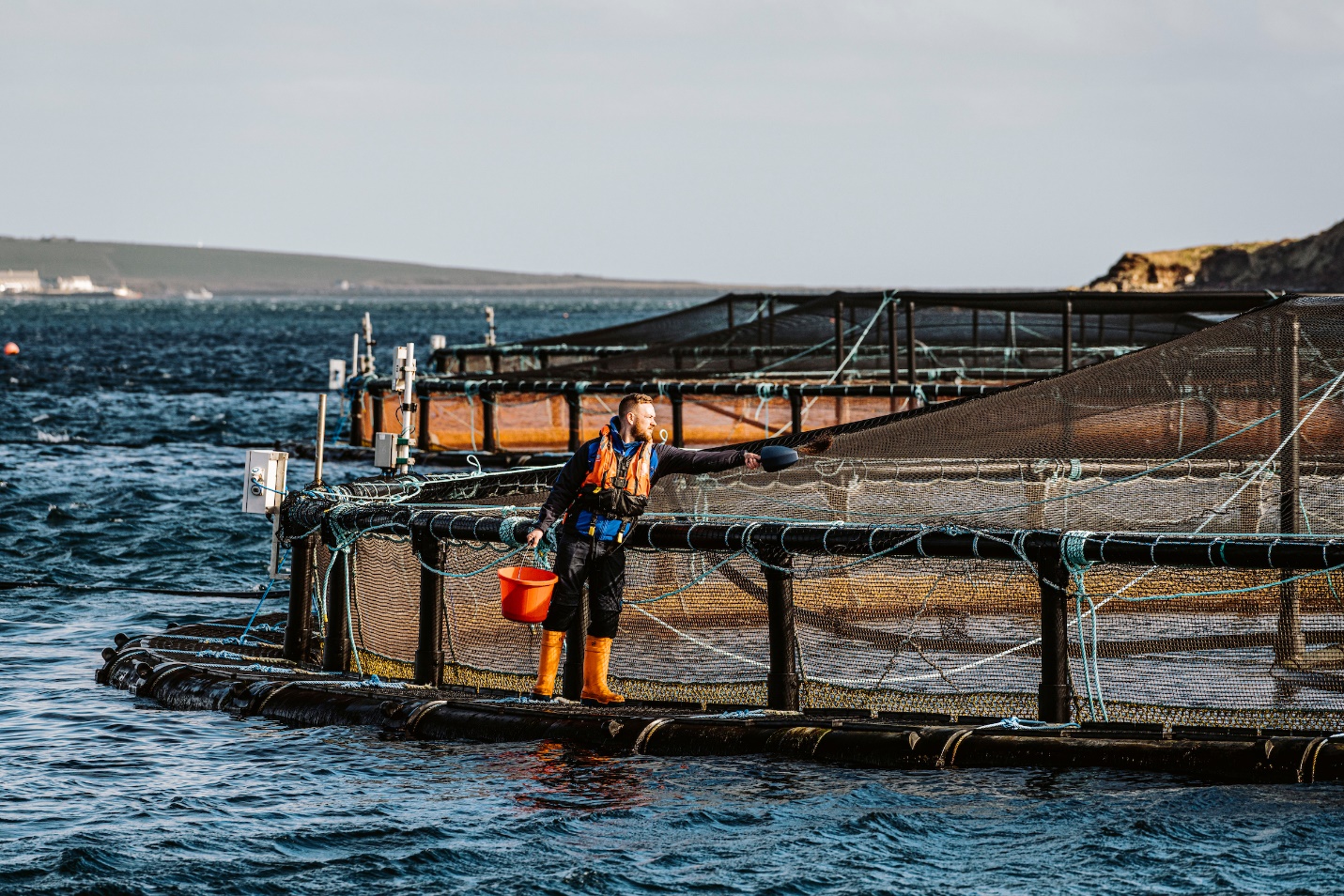 Schottland: Erste Lachsfarm auf den Orkney-Inseln erhält ASC-Zertifikat