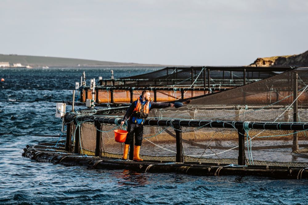 Erste Lachsfarm auf den Orkney-Inseln erhält ASC-Zertifikat