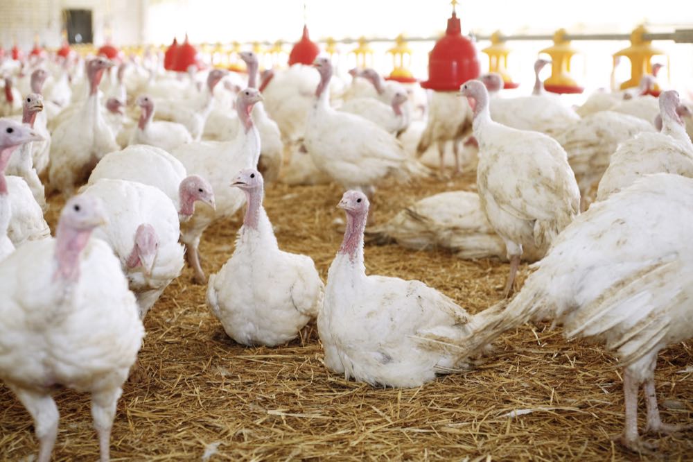 ZDG: Vogelgrippe-Situation bedroht Existenz deutscher Geflügelhalter