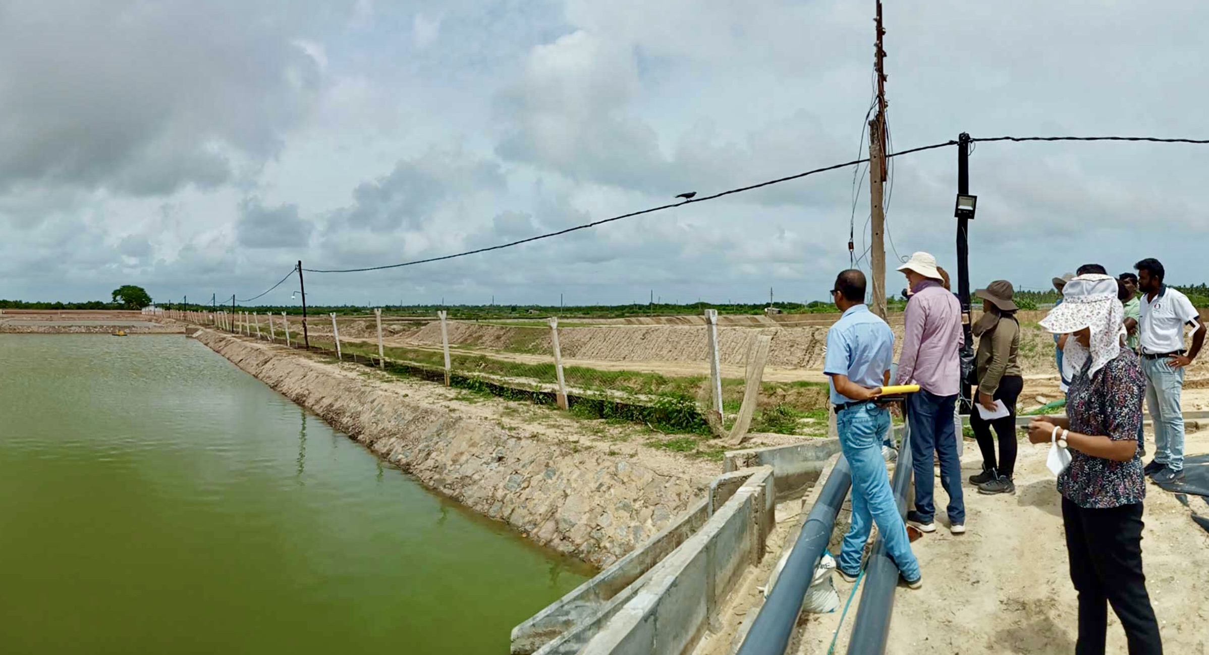 Sri Lanka: Holländischer Investor finanziert Shrimp-Produzenten