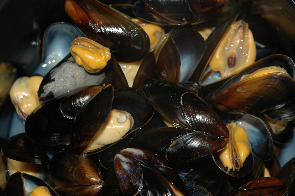 Dänemark: Algentoxine in Limfjord-Muscheln