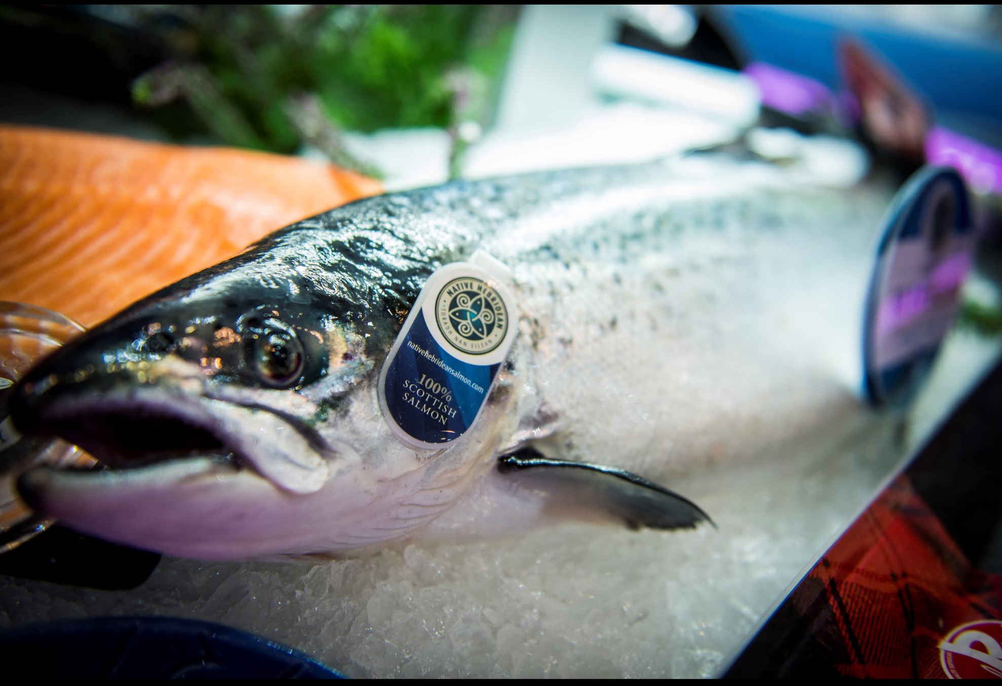 Schottland: Lachsproduktion steigt um 7 % auf fast 206.000 Tonnen