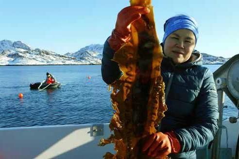 Royal Greenland investiert in Seetang-Produktion