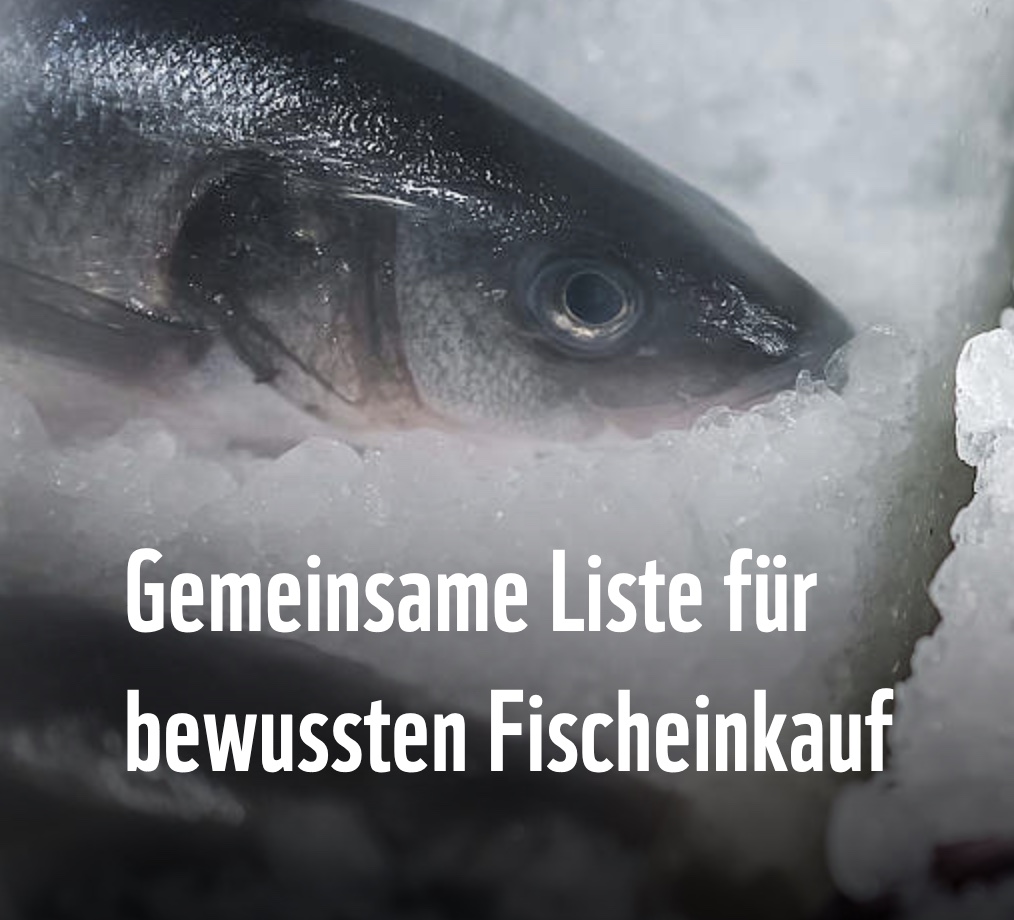 Fischratgeber: Erstmals eine gemeinsame Liste "Guter Fisch"