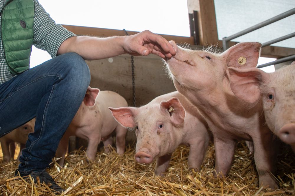 Westfleisch will in puncto Tiergesundheit neue Standards setzen