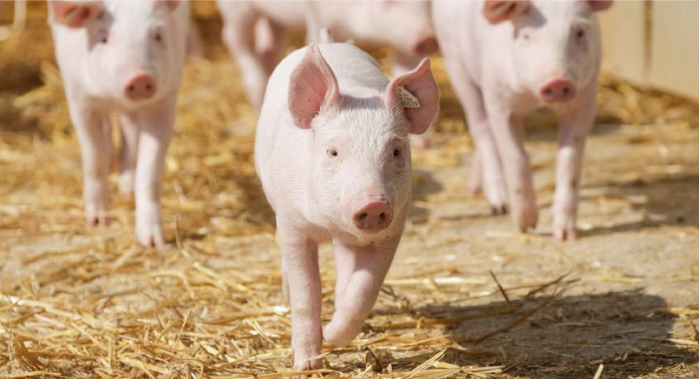 Weiterer Rückgang der niedersächsischen Schweinebestände