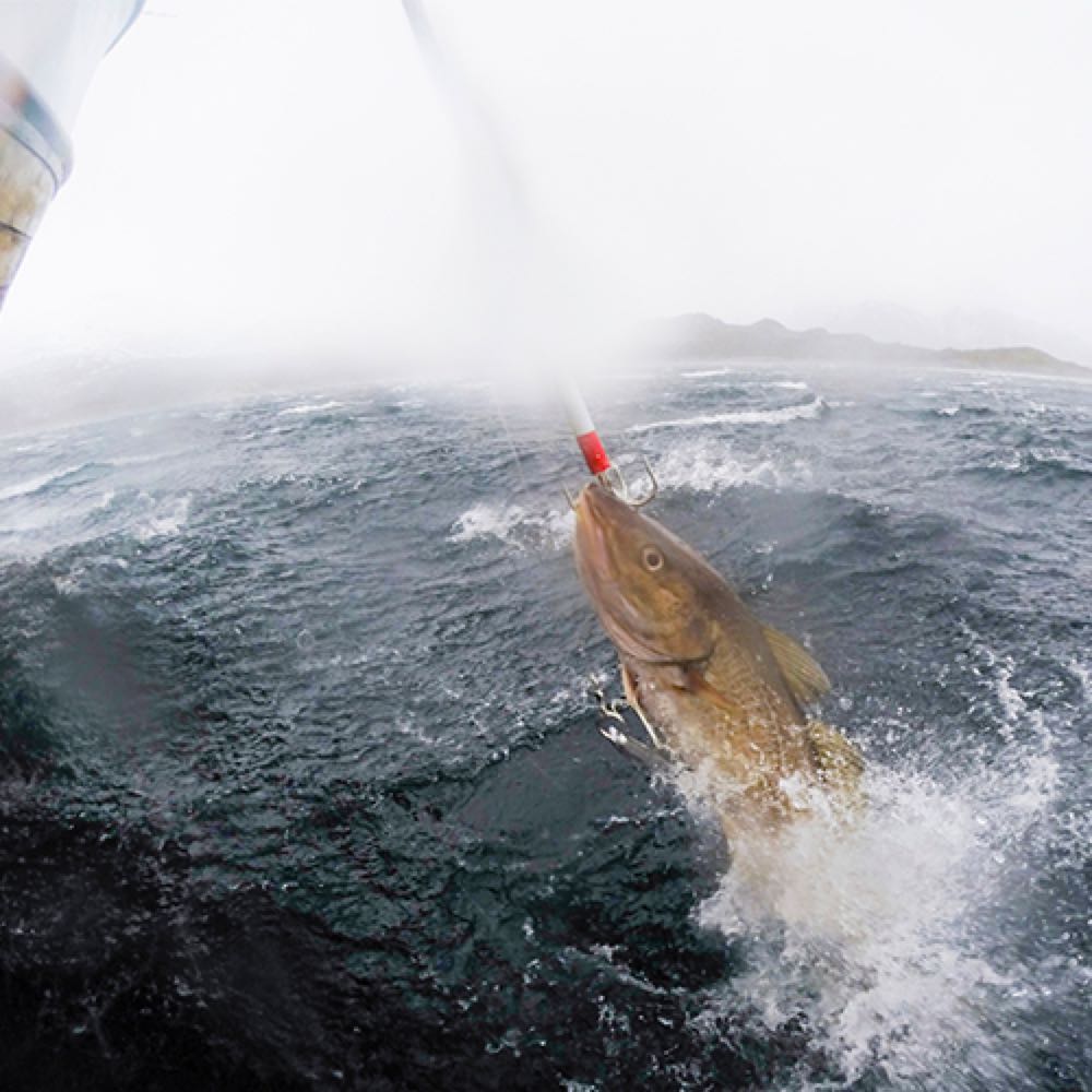 Skrei-Saison: Bewerber gesucht für "das härteste Praktikum der Welt"