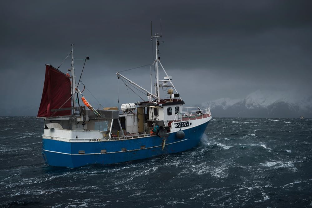 Skrei-Saison: Bewerber gesucht für "das härteste Praktikum der Welt"