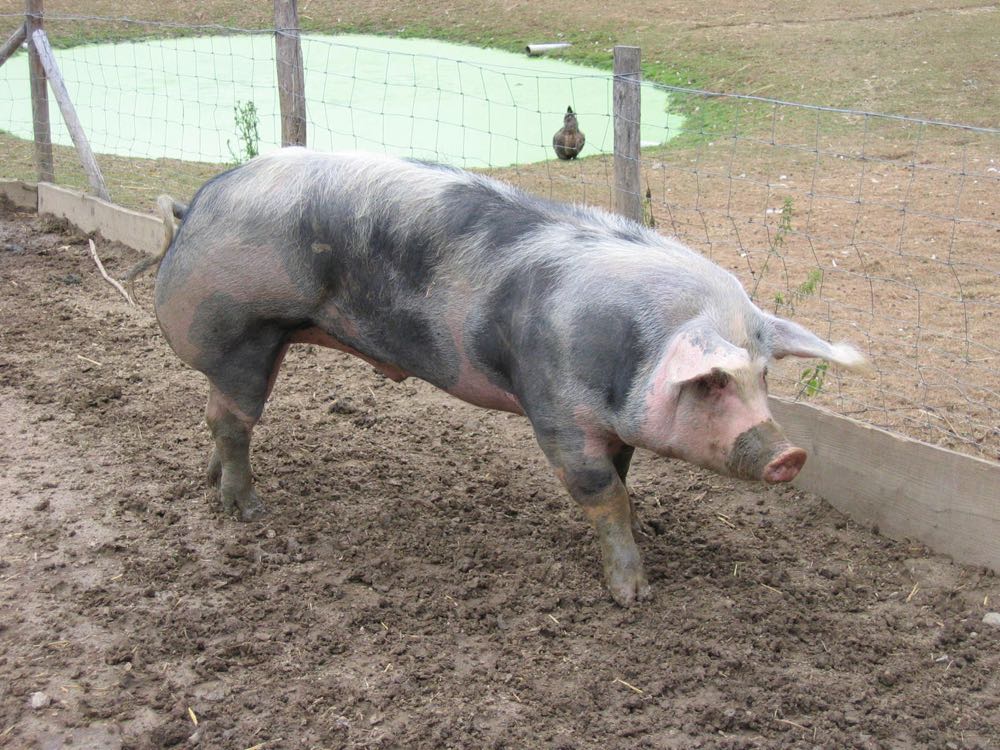 Statistisches Bundesamt: Schweinebestand seit 2020 um 18,2 % gesunken