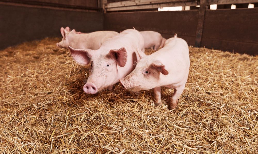 Schwarz Gruppe befürwortet staatliche Tierhaltungskennzeichnung