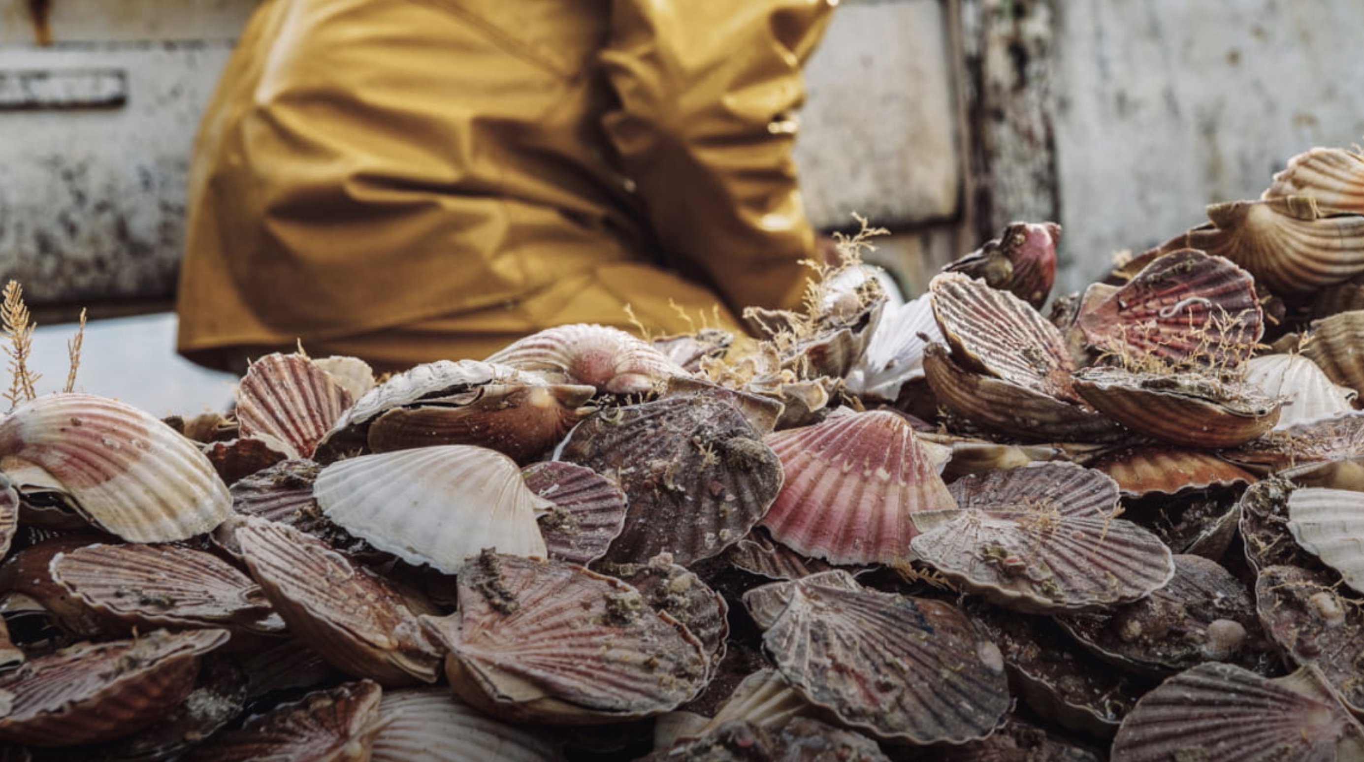 Frankreich: Erste Fischerei auf Jakobsmuscheln MSC-zertifiziert