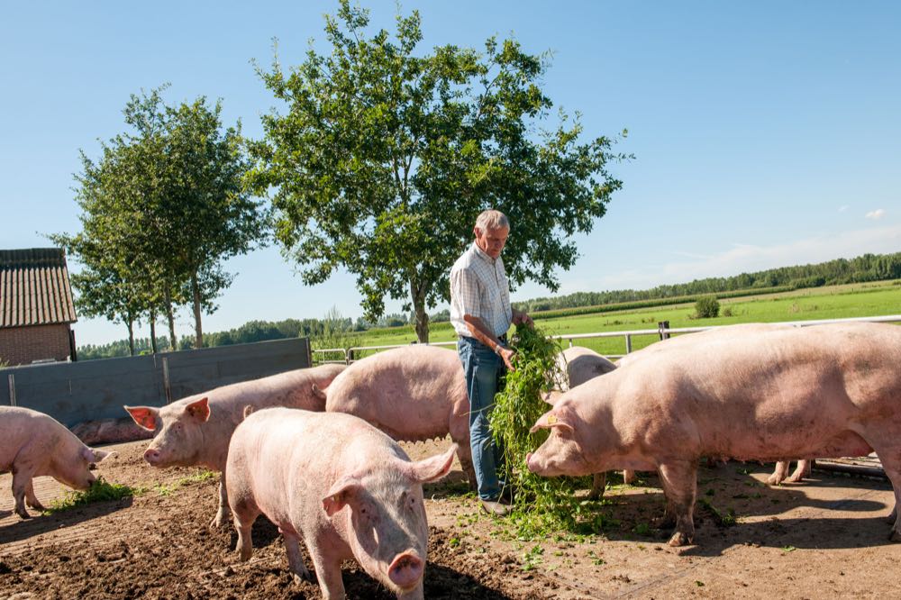 Der Grüne Weg: Durchgängig deutsche Bio-Schweinefleischkette gestartet