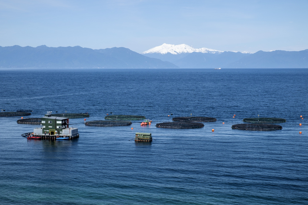 Chile: Lachseuche ISA bei größtem Züchter AquaChile