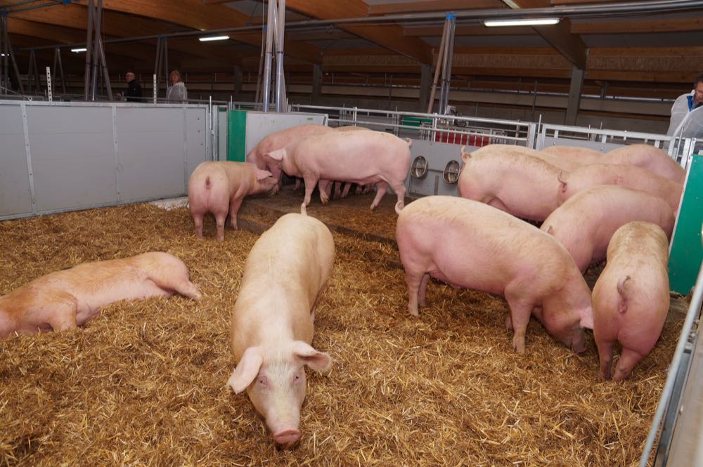 Erstmals 1.000 Strohschweine die Woche
