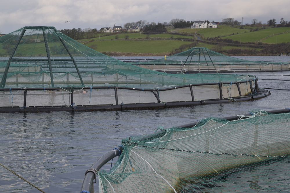 Irland: Mowi beendet Lachsverarbeitung