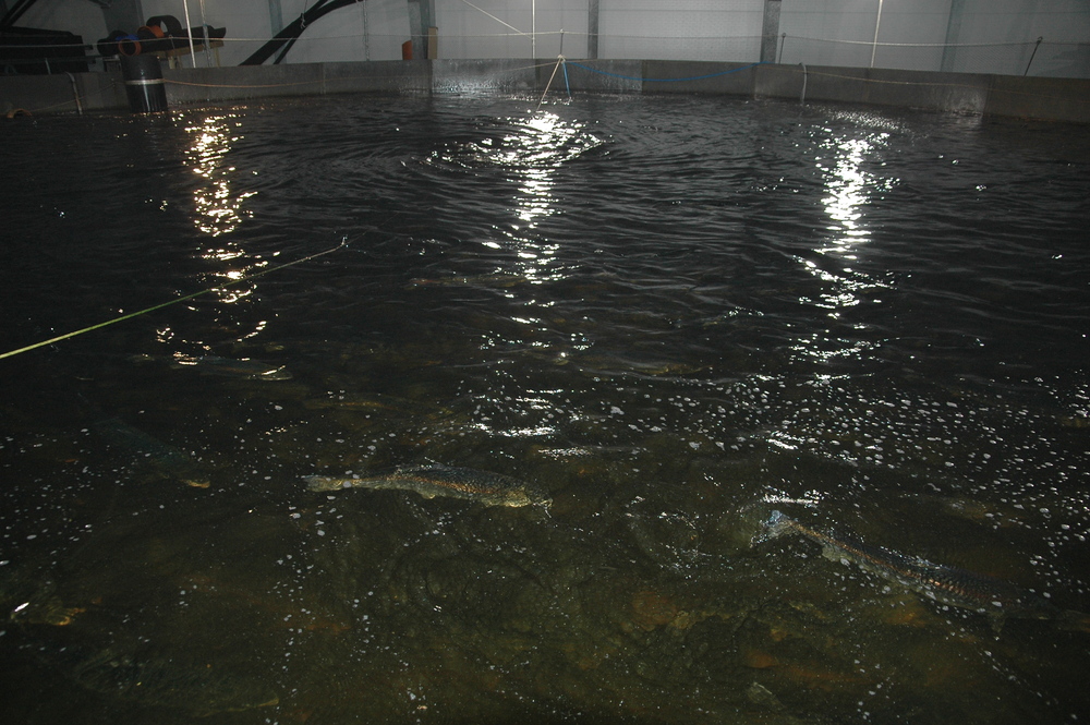 Großbritannien: Erstmals geräucherter Lachs aus Indoor-Farm