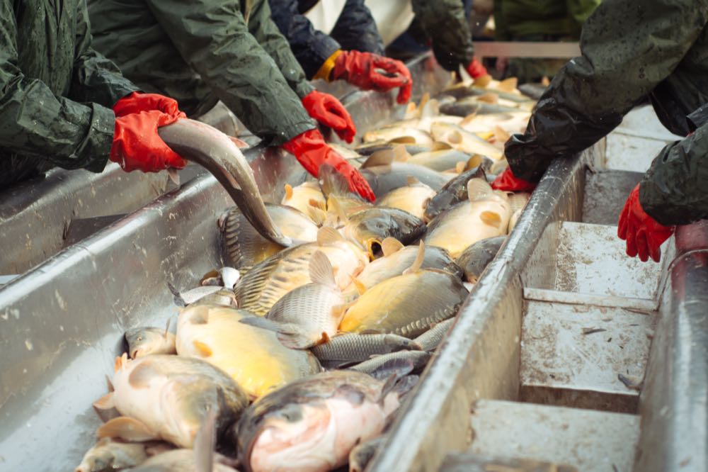 Fischindustrie: Inflation treibt Verkaufswerte ab Werk auf Rekordniveau