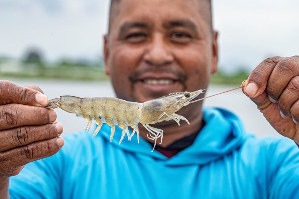 Ecuador: Sinkende Preise und höhere Kosten belasten Shrimp-Produzenten