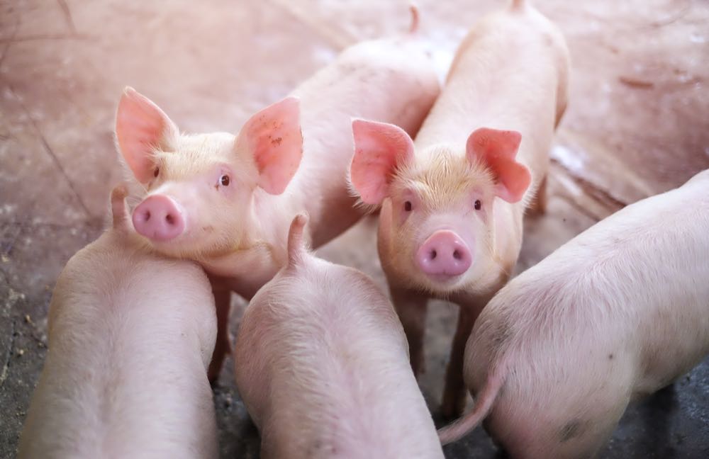 Schweinebestand geht weiter deutlich zurück