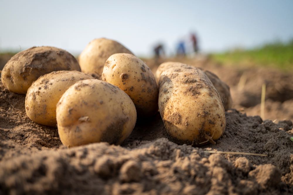 Erzeugerpreise landwirtschaftlicher Produkte um 7,7 Prozent gesunken