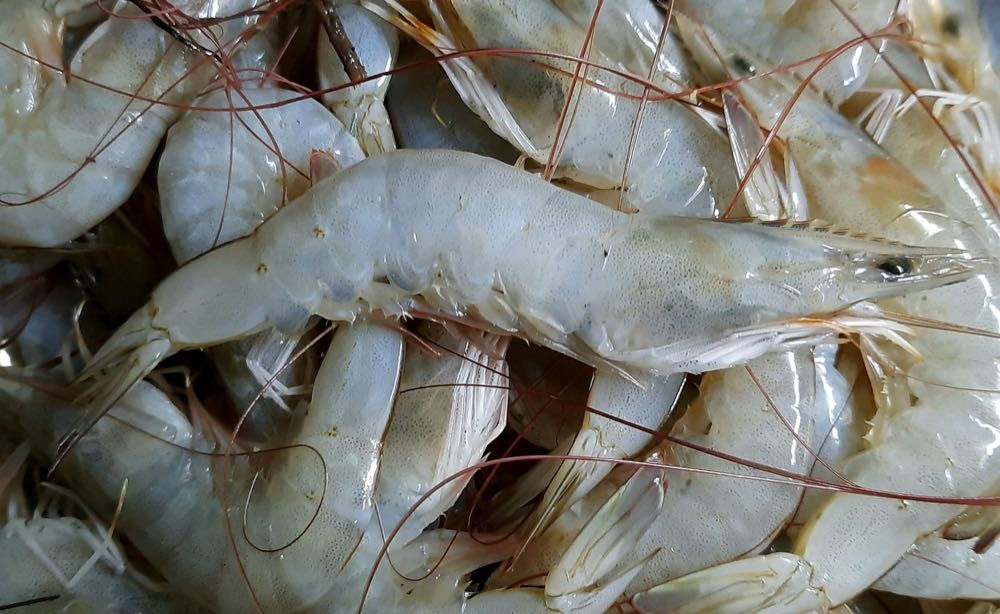 Shrimps: Globale Überproduktionskrise drückt die Preise