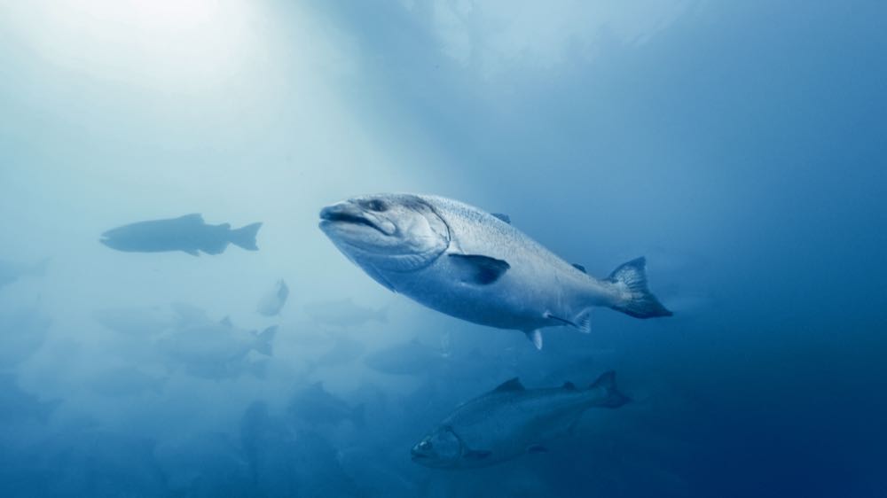Neuseeland: Seafood-Export profitiert von Freihandelsabkommen mit EU