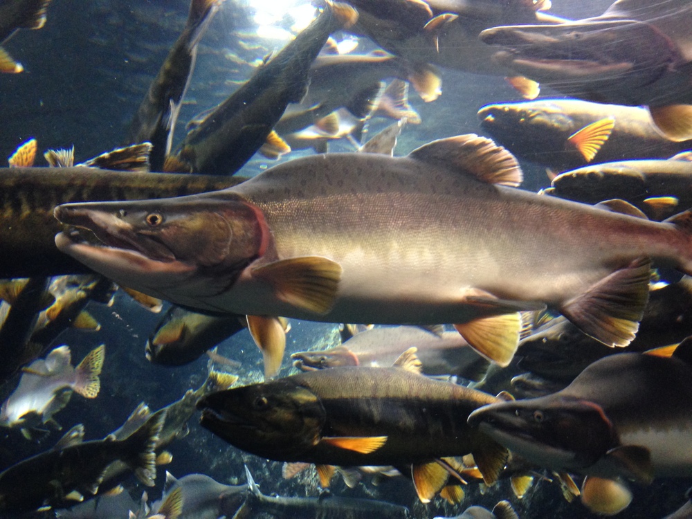 Alaska: Gute Buckellachs-Fänge im Südosten und Prinz-William-Sund