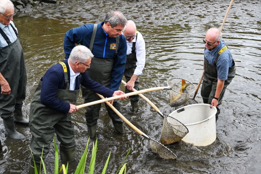 Bayern: Karpfensaison eröffnet mit "vollbesetzten Teichen"