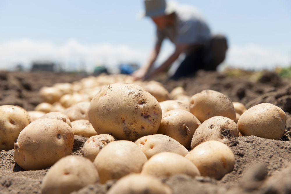 Kartoffelernte 2023 bringt gute Ergebnisse