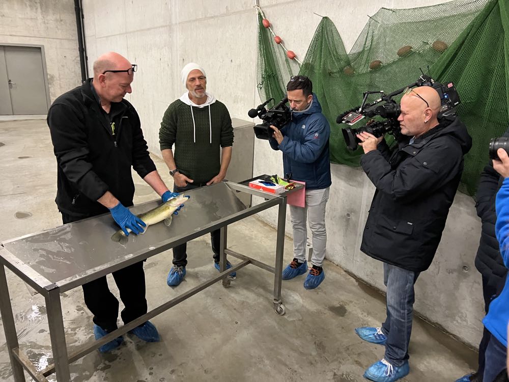 Schweiz: SwiFish züchtet Zander in ehemaliger Störfarm