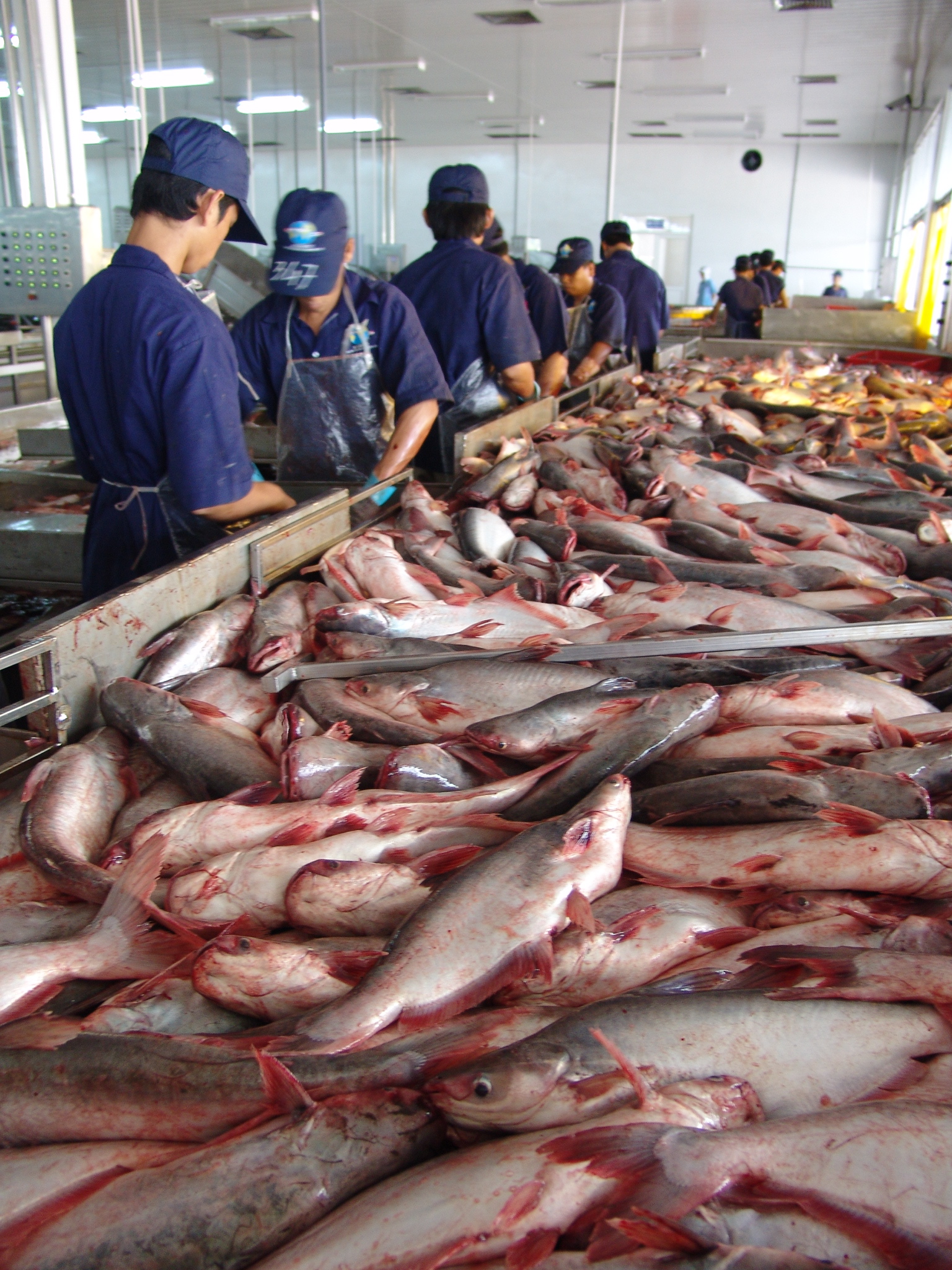 Vietnam: Pangasius-Exporte nach Deutschland rückläufig