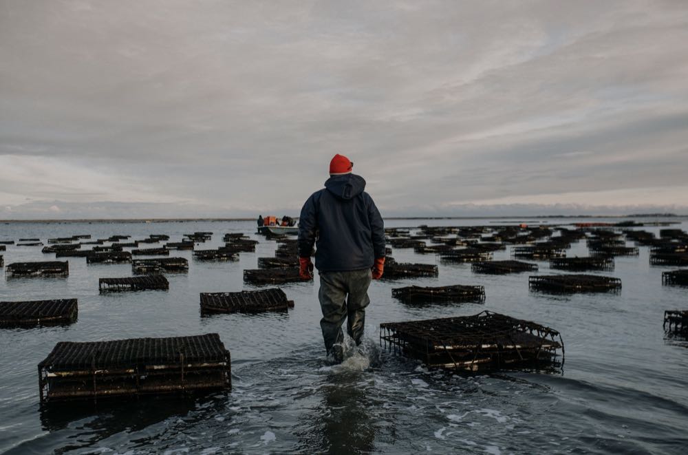 USA: Neue Fabrik für Austern in der Dose